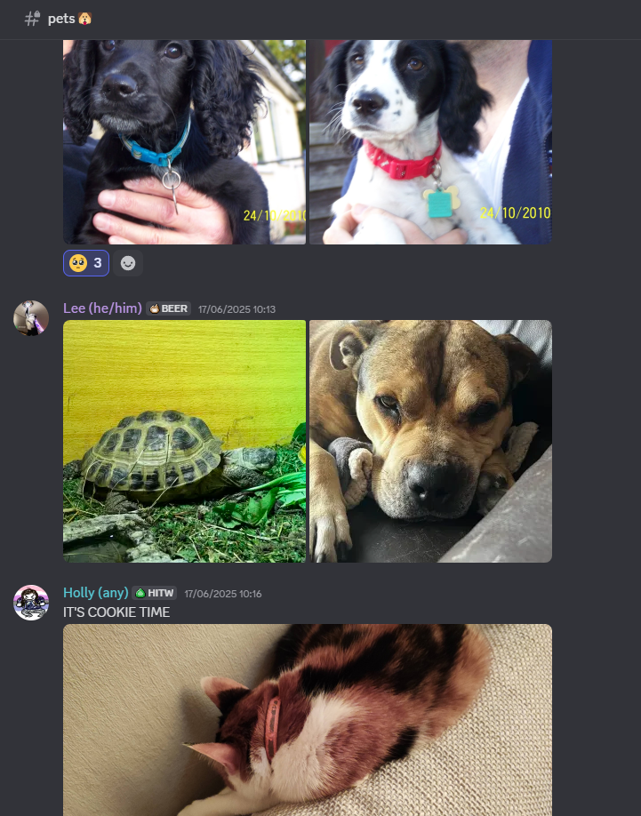 A screenshot of a portion of the pets channel, including two puppies, one tortoise, a dog and a cat.